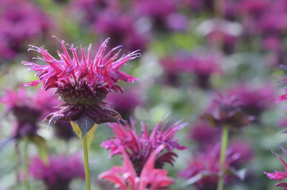 firalivet-bee-balm-1043110_1920.jpg